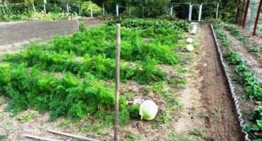 Proč kudrnatá mrkev a co dělat, lidové prostředky a metody